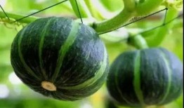 山东两位网红吃瓜事件真相,揭秘背后真相与争议